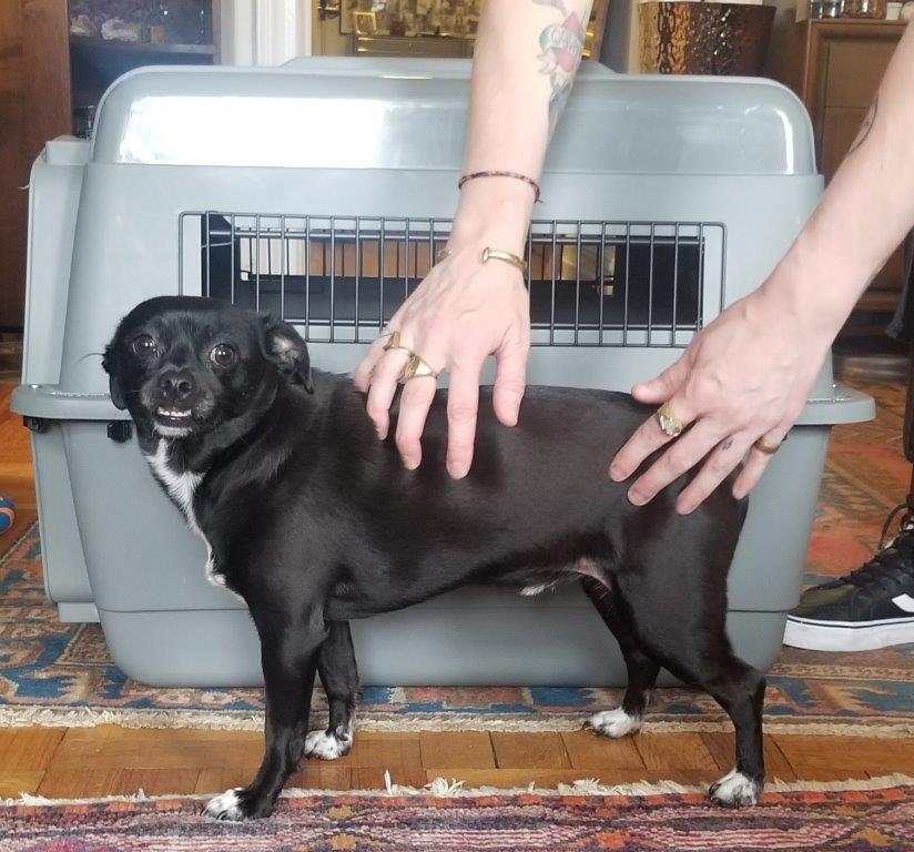 Travel Kennel Checklist